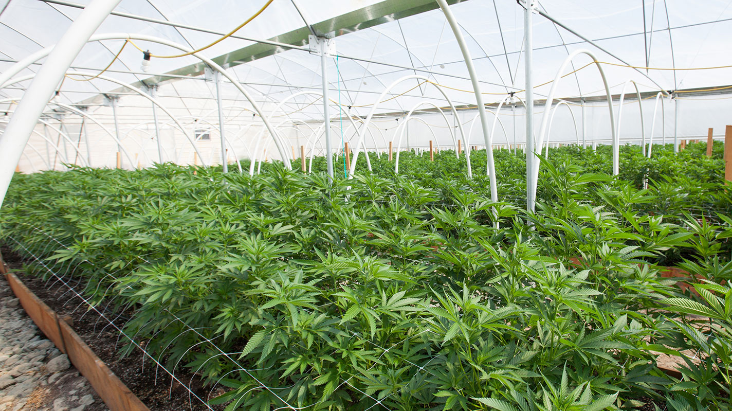 Strategic Partnerships for Cannabis Testing Laboratories