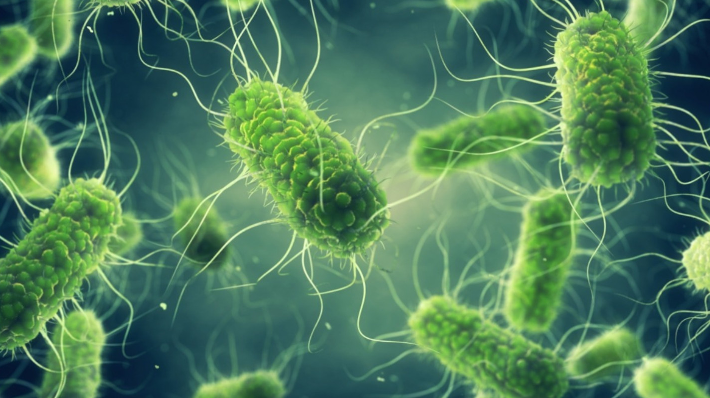 Salmonella Testing for Cannabis Safety and Quality